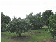Buxton QLD 4660