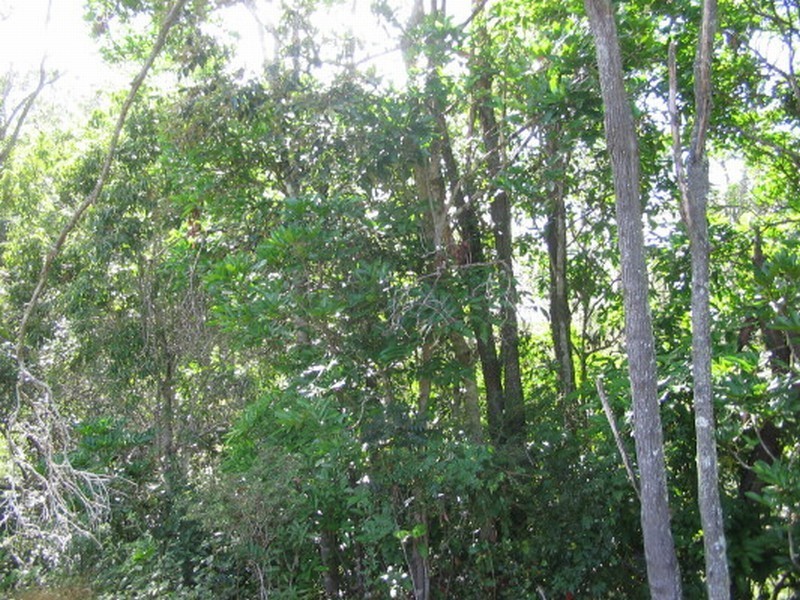 Apple Tree Creek QLD 4660