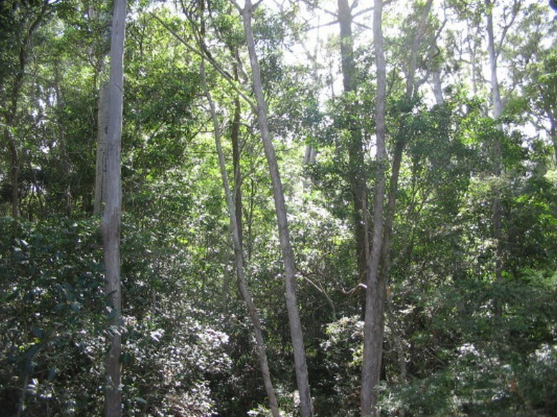 Apple Tree Creek QLD 4660