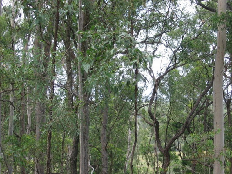 Apple Tree Creek QLD 4660