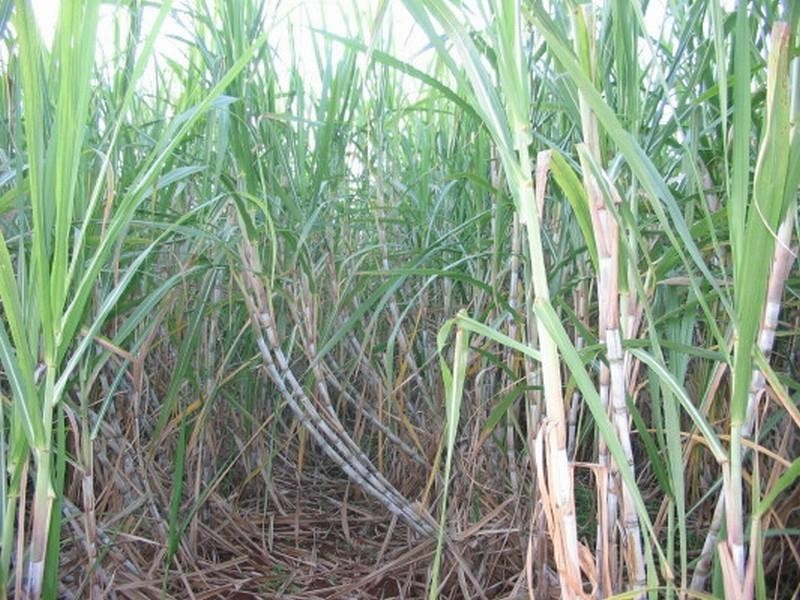 Childers QLD 4660