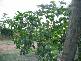 Childers QLD 4660