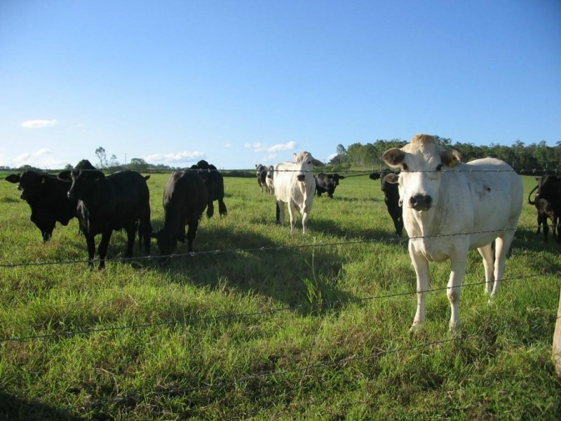 Delan QLD 4671