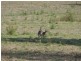 Apple Tree Creek QLD 4660