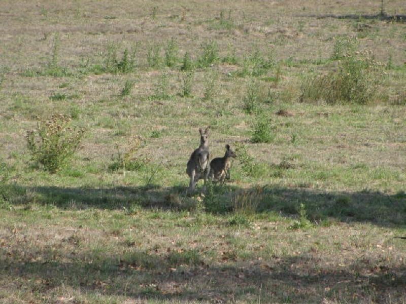 Apple Tree Creek QLD 4660