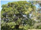 Givelda QLD 4670