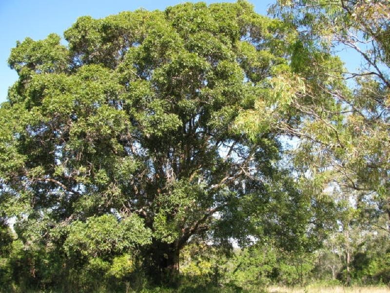 Givelda QLD 4670