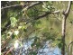 Redridge QLD 4660