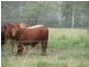 Booyal QLD 4671