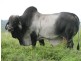 Booyal QLD 4671