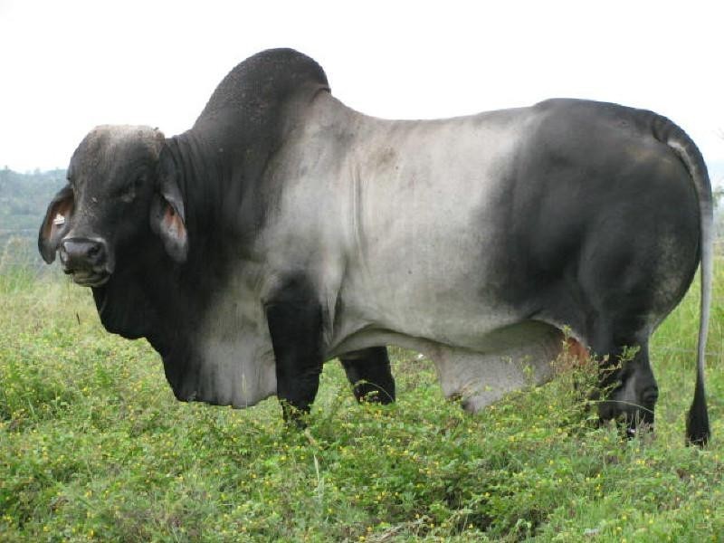 Booyal QLD 4671