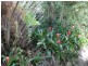 Apple Tree Creek QLD 4660