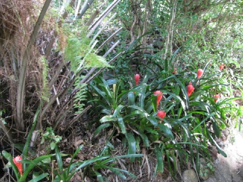 Apple Tree Creek QLD 4660