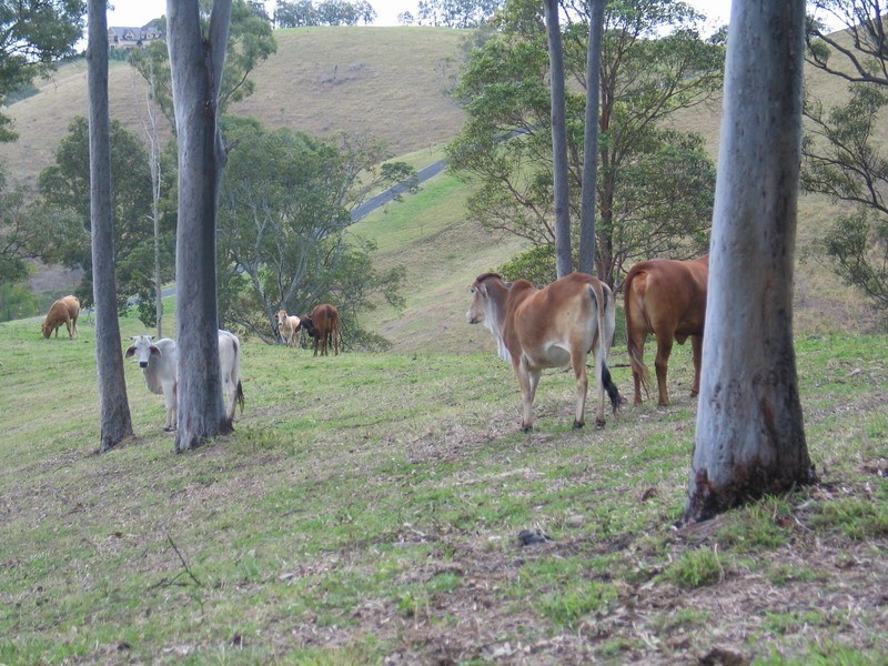 Clear Mountain QLD 4500