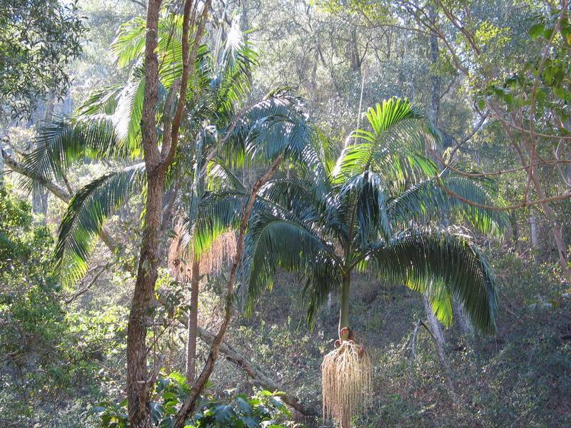 Laceys Creek QLD 4521