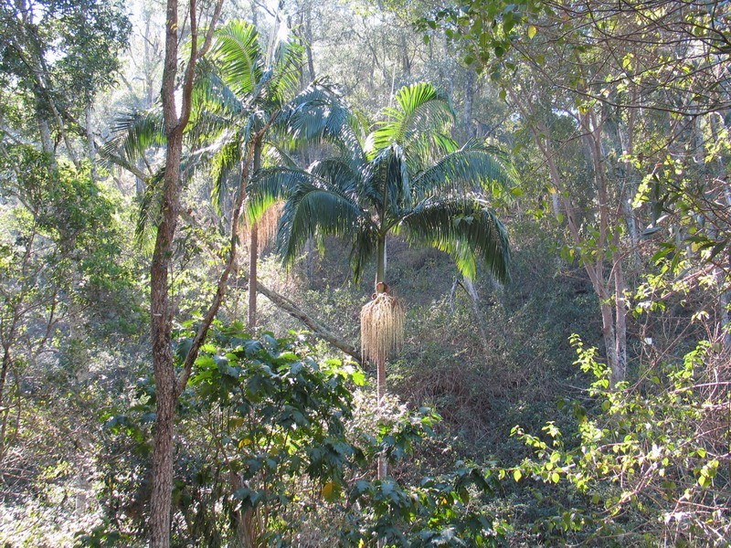 Laceys Creek QLD 4521