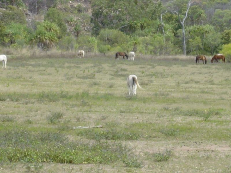 109 Horseshoe Bay Road, Horseshoe Bay, Magnetic Island QLD 4819