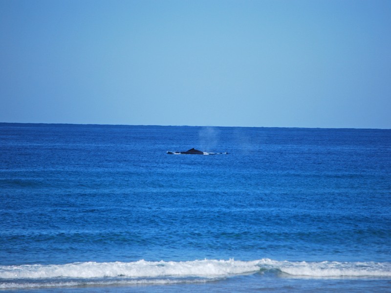 Lot 347 Cylinders Drive, Kingscliff NSW 2487