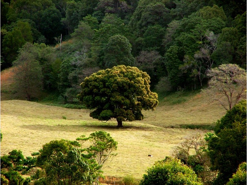 Lot 224 Sleepy Hollow Road, Mooball NSW 2483