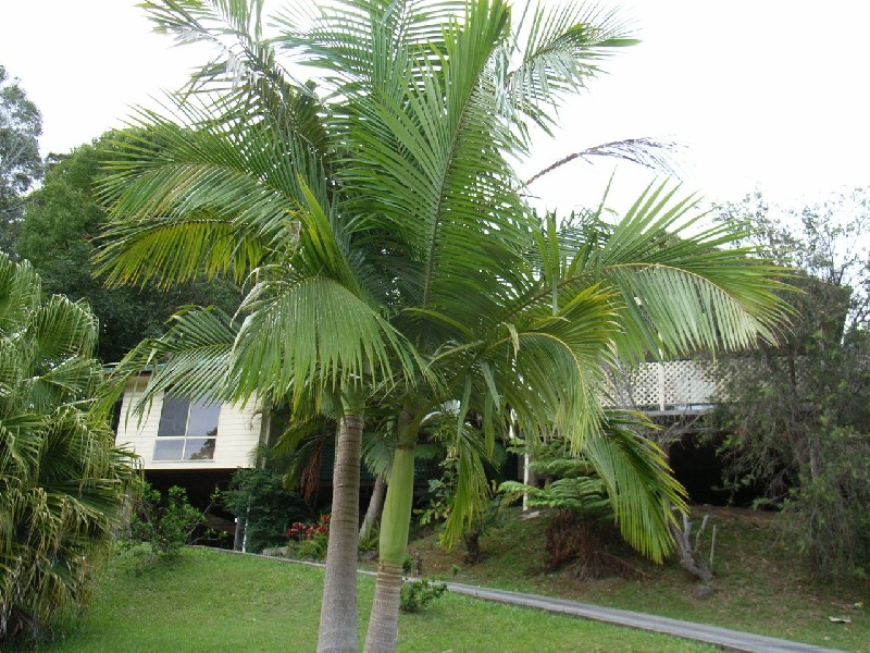 12 Matong Drive, Ocean Shores NSW 2483