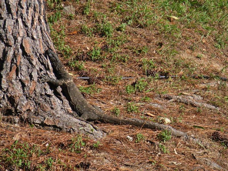 Lot 1 Middle Pocket Road, Billinudgel NSW 2483