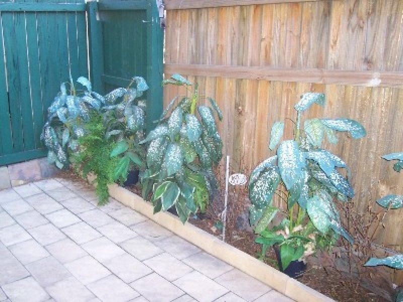 Mount Warren Park QLD 4207