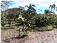 Bahrs Scrub QLD 4207