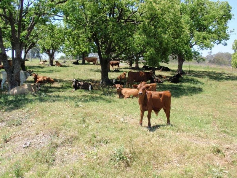 146 Musch Rd, Logan Village QLD 4207