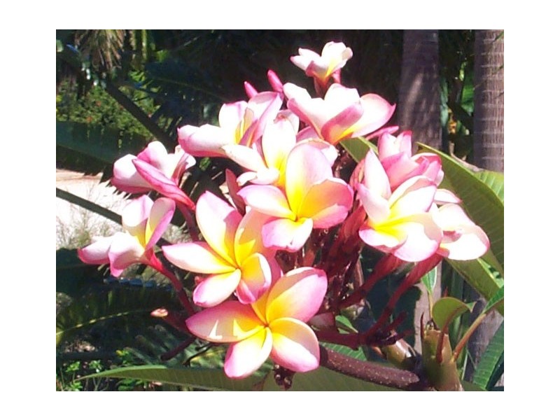 Property Maintenance, Broome WA 6725