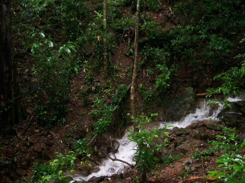 5 Euodia Close, Kamerunga QLD 4870