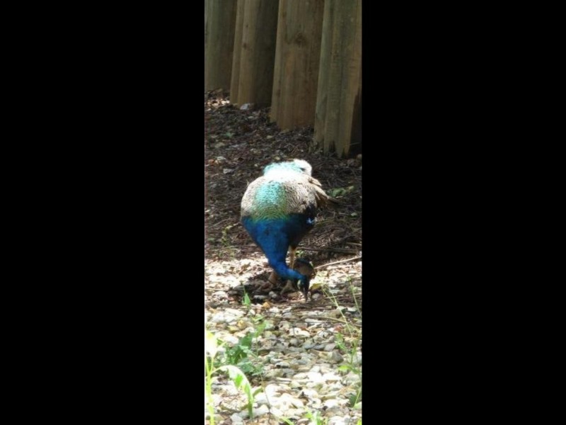 405/11 Charlekata Close, Freshwater QLD 4870