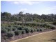 Lot 250 Parklands Boulevard, Wondunna QLD 4655