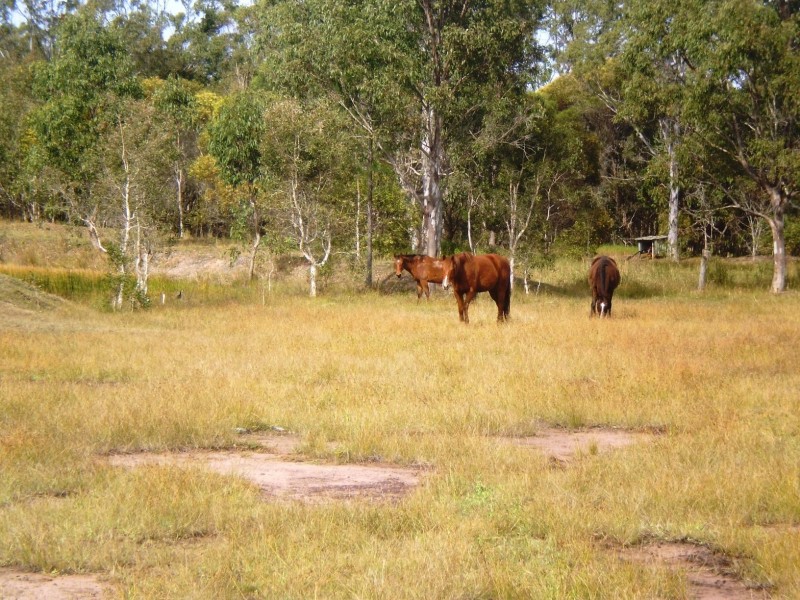 31 Parke Ave, Sunshine Acres QLD 4655