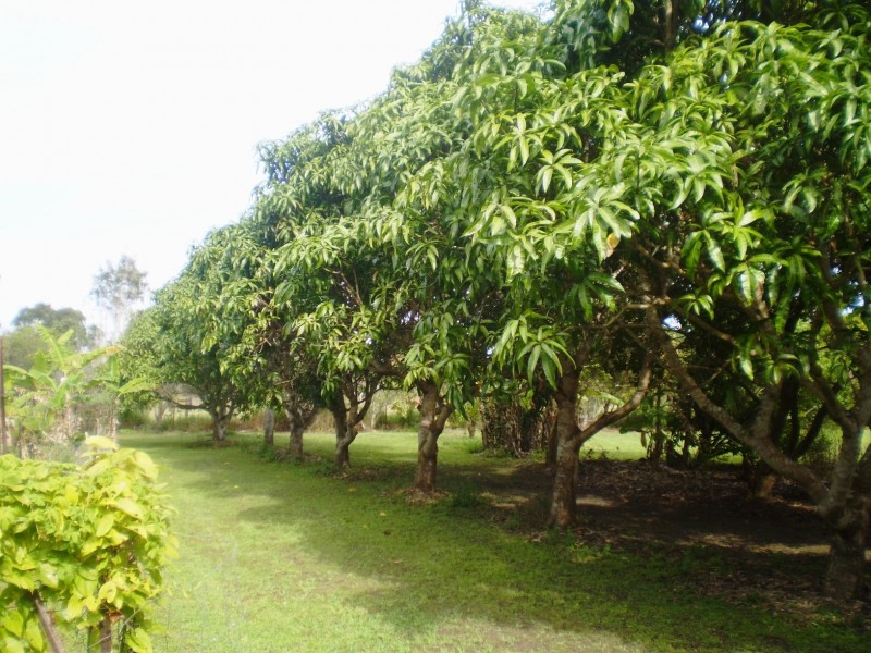 31 Parke Ave, Sunshine Acres QLD 4655