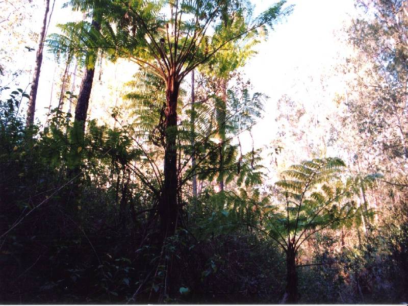 Winn Road, Cashmere QLD 4500