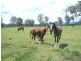 Kholo QLD 4306