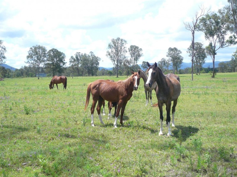 Kholo QLD 4306