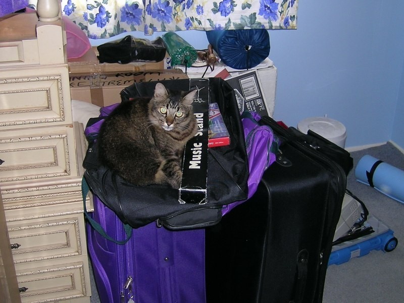 8 Limerick Drive, Crestmead QLD 4132