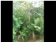 Stafford Heights QLD 4053