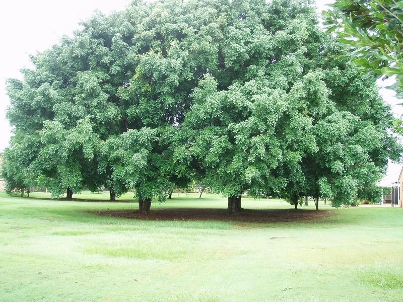 9 Makarucha Ct, Brendale QLD 4500