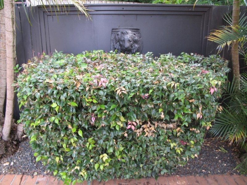 3/83 INDOOROOPILLY ROAD, Taringa QLD 4068