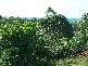 15 Sailaway Drive, Eimeo QLD 4740