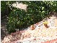 Cornubia QLD 4130