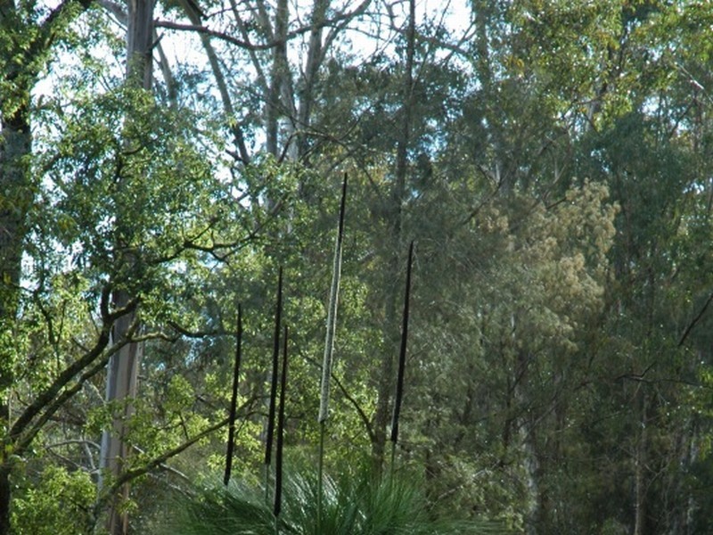 000 Bucketts Way, Wards River NSW 2422