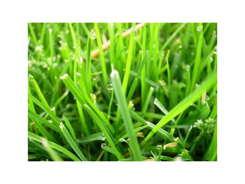 Kooya Road, Mitchelton QLD 4053