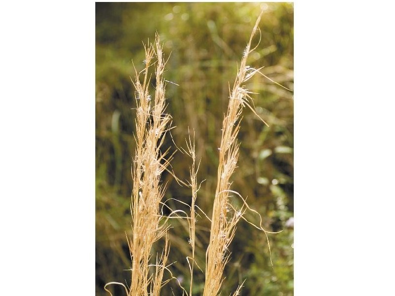 Lot 1 Yallanbee Estate, Wongawallan QLD 4210