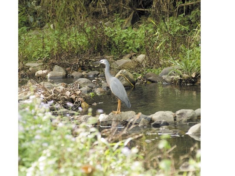 Lot 13 Yallanbee Estate, Wongawallan QLD 4210