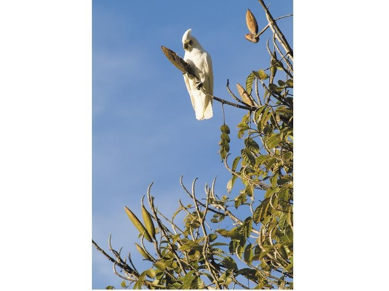 Lot 6 Yallanbee Estate, Wongawallan QLD 4210