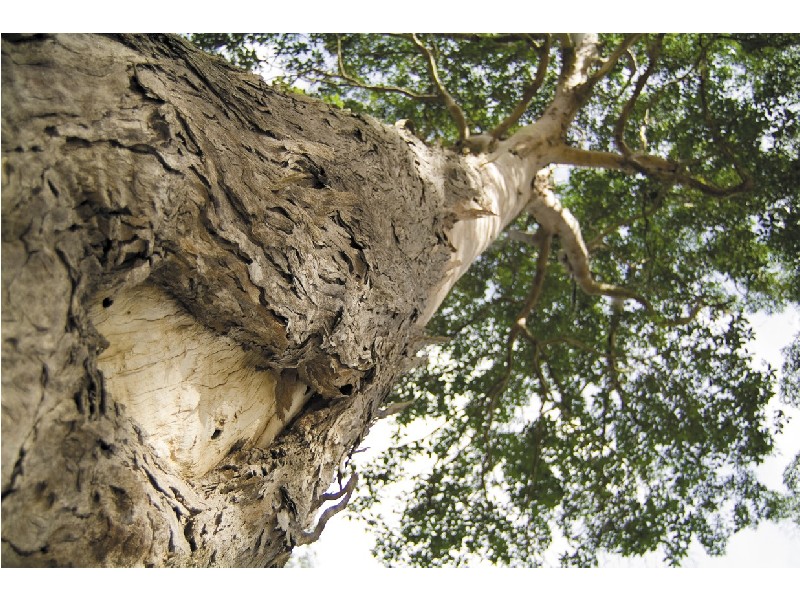 Lot 8 Yallanbee Estate, Wongawallan QLD 4210