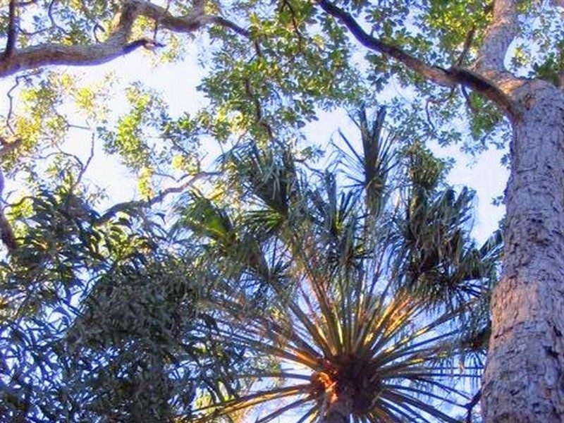 215 Murphy Road, Captain Creek QLD 4677